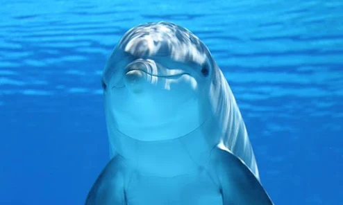 Dolphins Live Wallpaper - Apps on Google Play