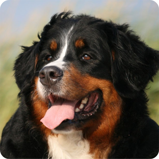 Berner Sennenhunde Hankenüll