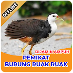 Cover Image of Download Suara Pikat Burung Ruak Ruak Paling Ampuh 1.0 APK