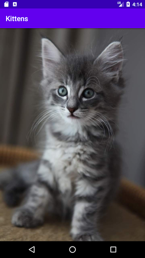 Котята - фотографии милых котя