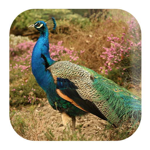 Peacock Sounds Google Play のアプリ