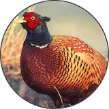 Pheasant bird sounds icon