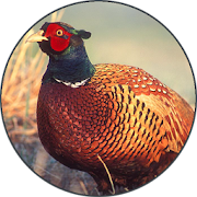 Pheasant bird sounds