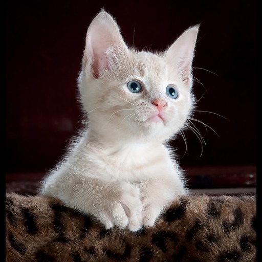 cat picture logo