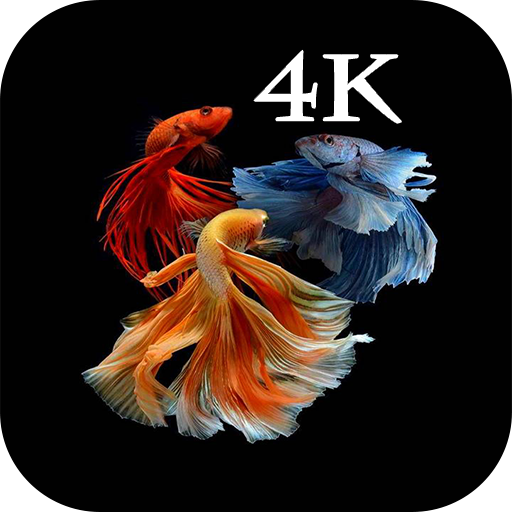 Betta Fish 4K - HD Wallpaper 2021 APK  - Download APK latest version