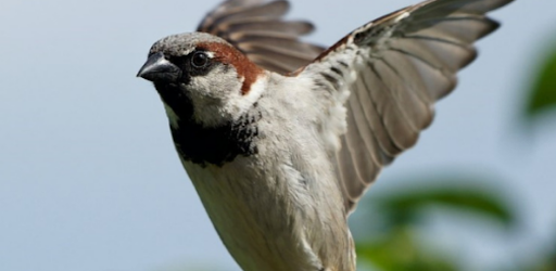 خلفيات العصفور