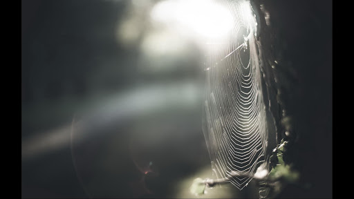 MACRO VIEW WALLPAPER