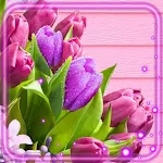 Cover Image of Herunterladen Tulips Bouquet  APK