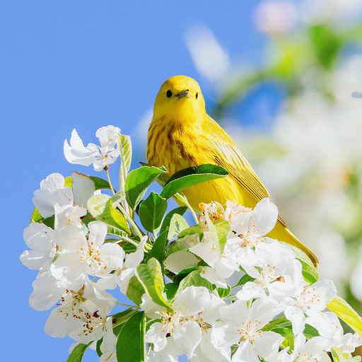 Spring Flowers Wallpapers logo
