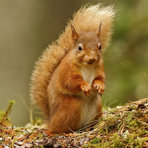Squirrel Wallpaper HD - Apps on Google Play