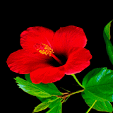 Red Flower Beauty LWP icon