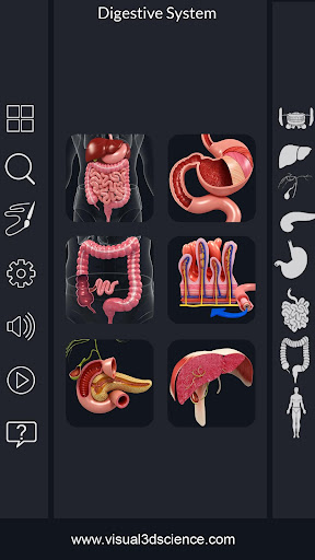 Digestive System Anatomy screenshot for Android