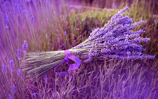 Lavender Flower Wallpapers Screen 3