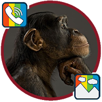 Monkey - RINGTONES and WALLPAPERS