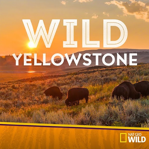 Wild Yellowstone - TV on Google Play