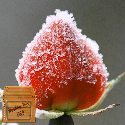 winter flower wallpaper logo