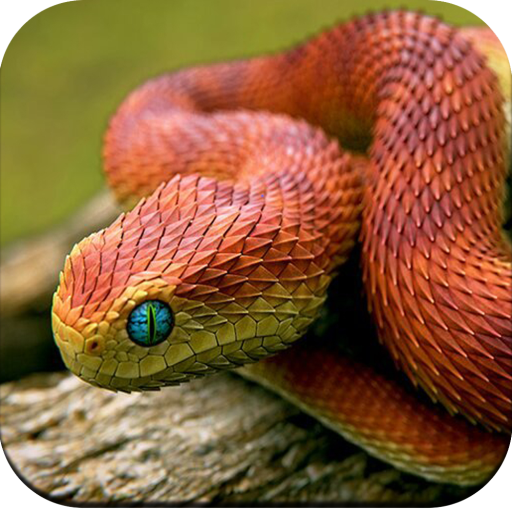 Snake Wallpaper 4K - AppWisp.com