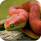 Snake Wallpaper 4K icon