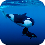 Cover Image of Download Whale. Animals Wallpapers  APK