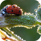 Ladybug Live Wallpaper icon
