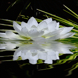 Nature Lotus Shine LWP icon