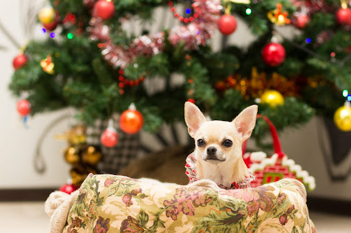 Chihuahua Dog Wallpapers 8