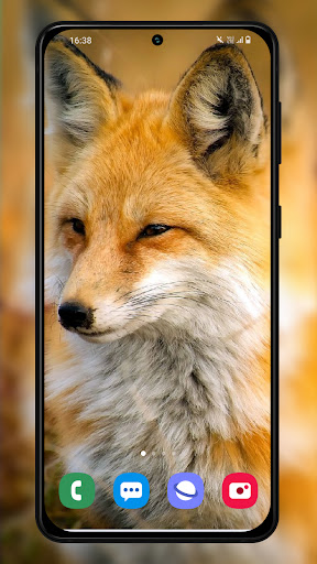 Download Wild animal wallpapers 4K Free for Android - Wild animal  wallpapers 4K APK Download 