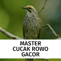 Master Kicau Cucak Rowo GACOR