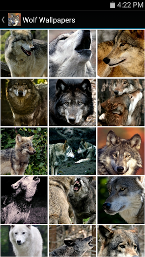 Wolf Wallpapers Screenshot 1 - AppWisp.com