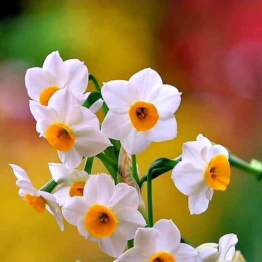 Narcissus ‎flower ‎