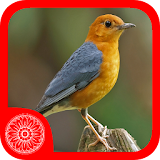 Burung Anis Merah icon
