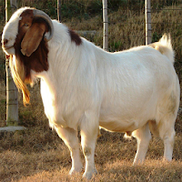 Goat Farming : Goat Buy Sell Vaccination