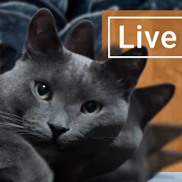 Imagen de ícono de Lazy Gray Cat Live Wallpaper