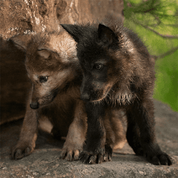 Wolf Jigsaw Puzzle Games