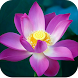 Lotus Wallpaper HD - Androidアプリ