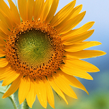 Sunflower Free Live Wallpaper icon