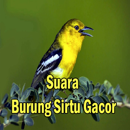 Suara Burung Sirtu Gacor