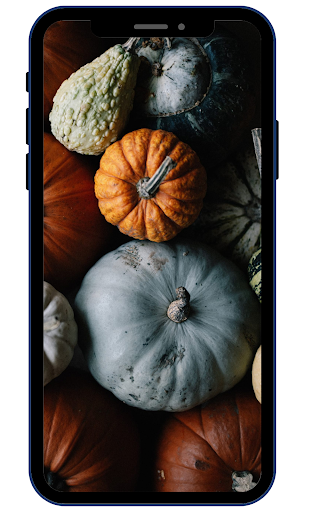 Pumpkin Wallpapers Screen 2