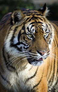Tiger Live Wallpaper For PC 4