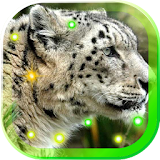 Snow Leopard Eyes HD LWP icon