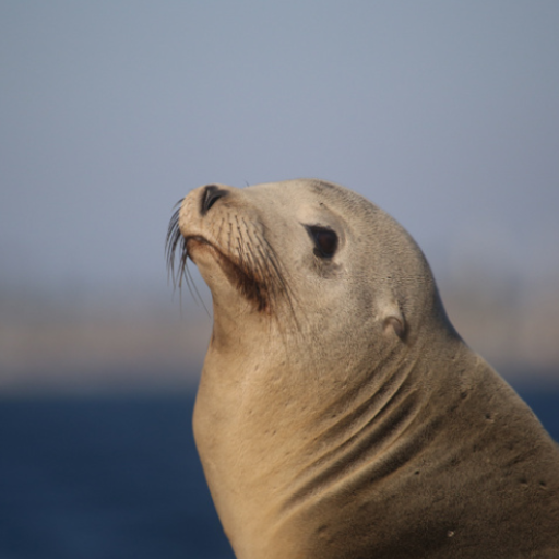 Sea lion sounds Header - AppWisp.com