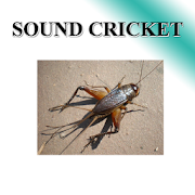 Cricket sound  Icon