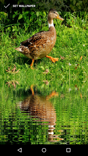 Android application Duck Wallpapers screenshort