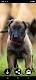 screenshot of Puppy Wallpapers