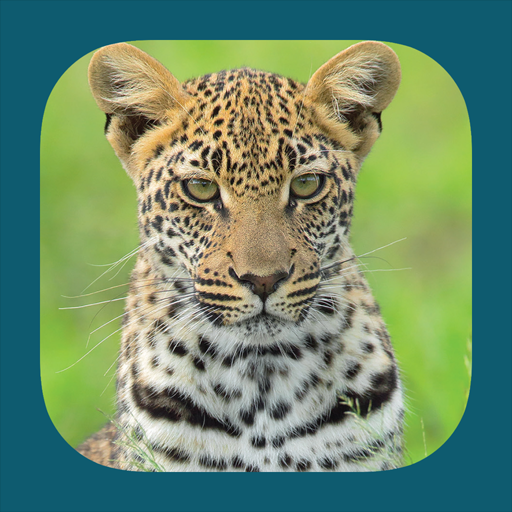 Animals of Kruger Logo