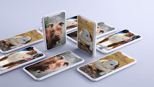 Pitbull 2023 Wallpaper 4K