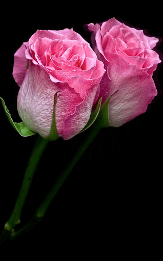 Pink Roses Live Wallpaper