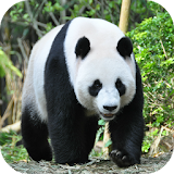 Panda Jigsaw Puzzle: Free icon