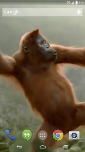 Wild Dance Crazy Monkey LWP Screenshot