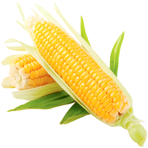 Corn Recipes  Icon